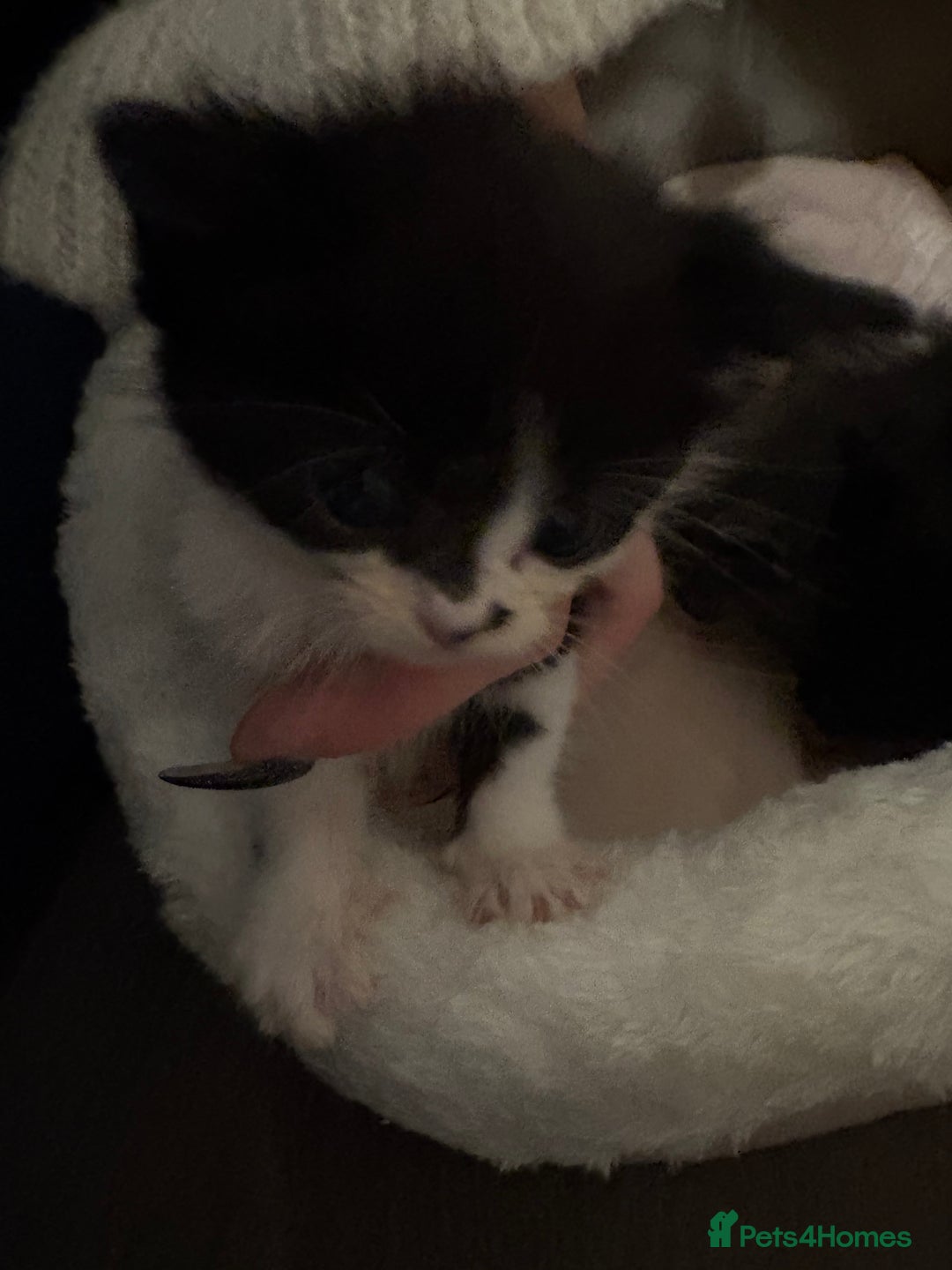 Domestic Shorthair cats for sale: Black and white kittens  - Image 4