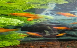 Platies fish for sale: Red Platy  - Image 4