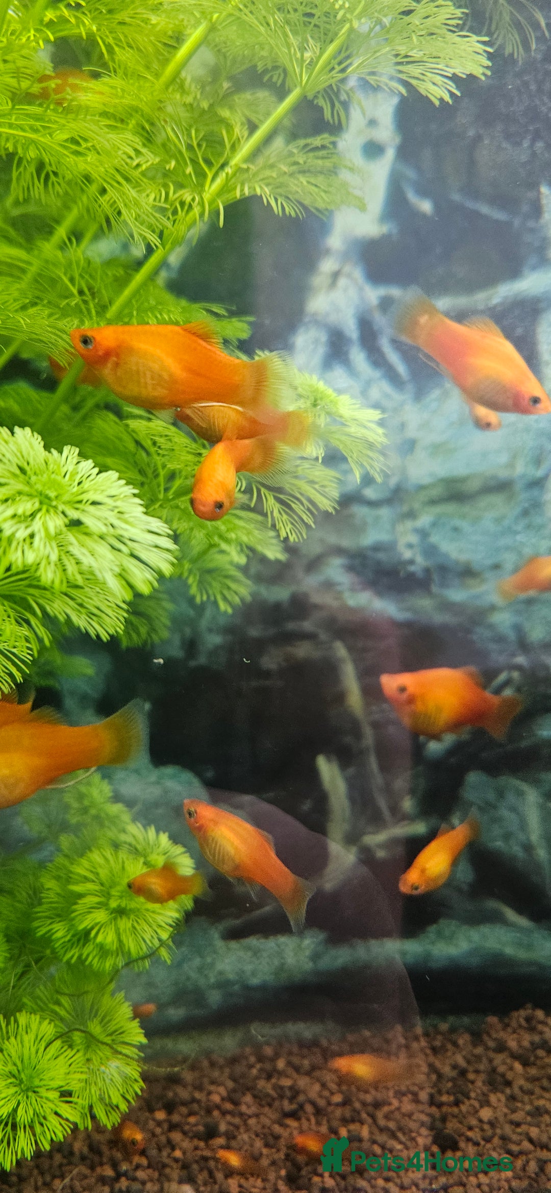 Platies fish for sale: Red Platy  - Image 4