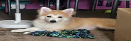 Pomsky dogs for sale: F3 Pomsky Puppies MUST GO - Advert 33