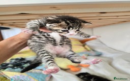 Mixed Breed cats for sale: Kittens boys mixed breed fluffy  - Image 7