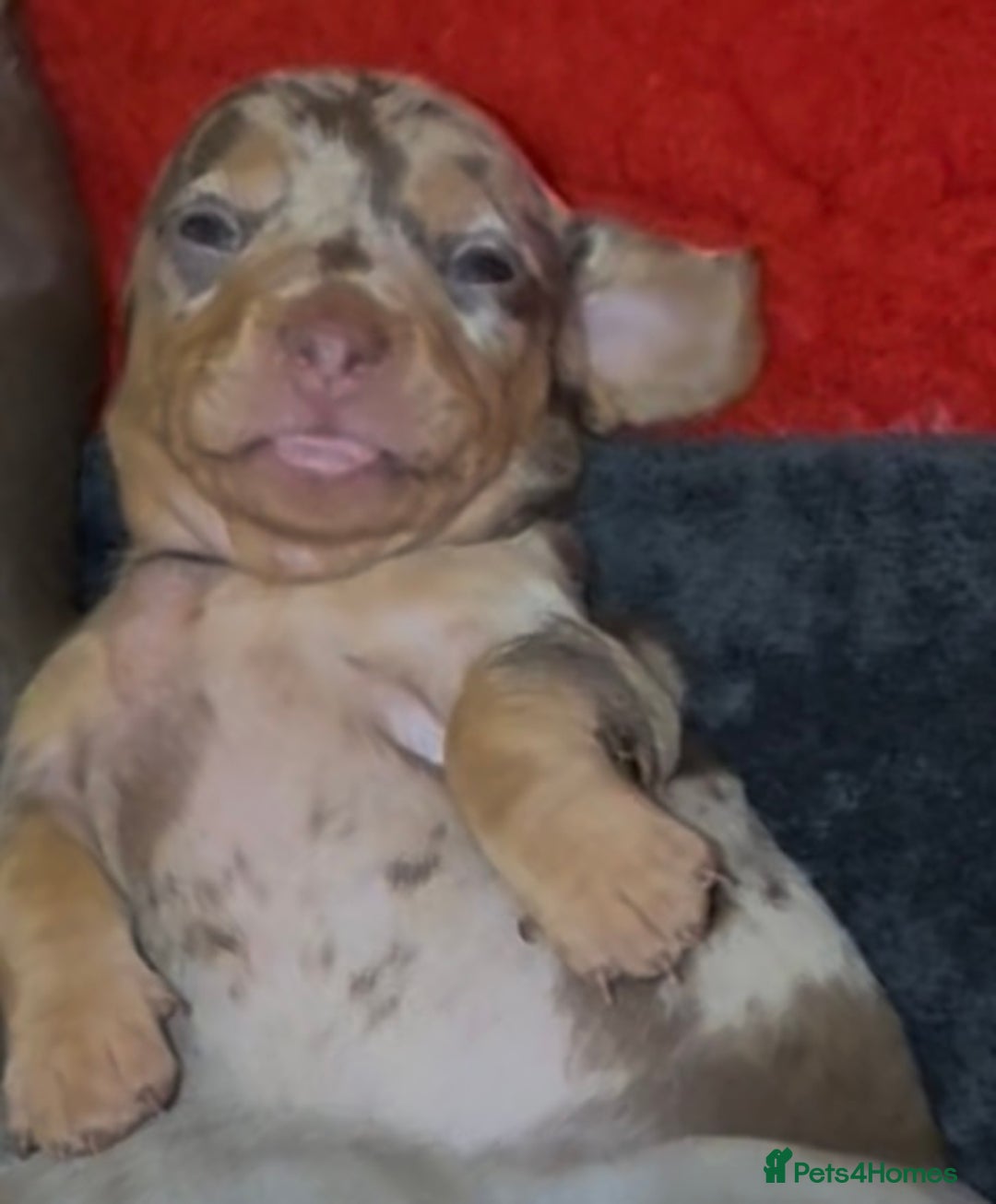 Miniature Dachshund dogs for sale: 🐾🌟KC Reg Miniature Dachshund Puppies🌟🐾 - Advert 28