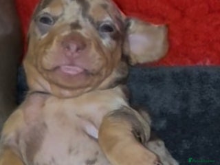 Miniature Dachshund dogs 🐾🌟KC Reg Miniature Dachshund Puppies🌟🐾 - Advert 5