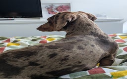Miniature Dachshund dogs for stud: *🐾 Stud Available – Miniature Dachshund 🐾 - Image 3