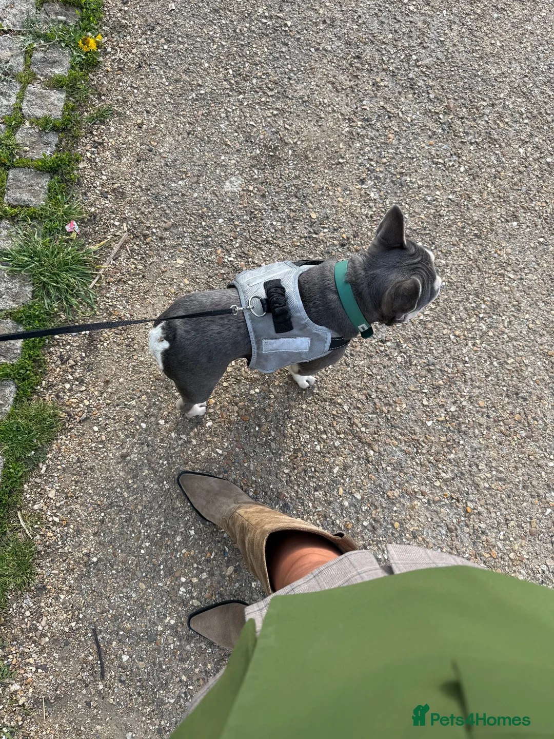 French Bulldog dogs for stud: Lilac tan boy for stud - Advert 2