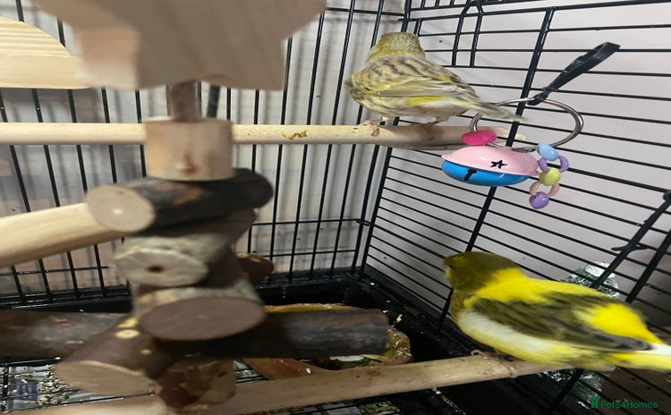 Canaries birds Pair of bonded canaries  - Advert 1