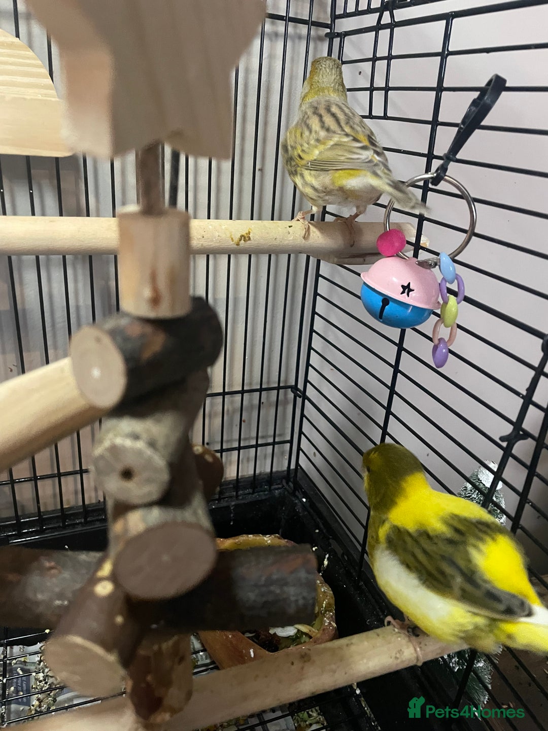 Canaries birds for sale: Pair of bonded canaries  - Advert 1