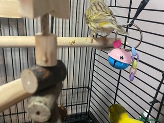 Canaries birds Pair of bonded canaries - Advert 1