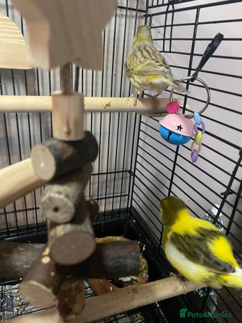 Canaries birds Pair of bonded canaries - Advert 1