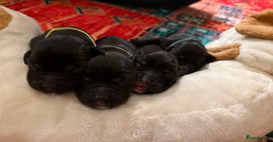 Labrador Retriever dogs Labrador puppies  - Advert 2