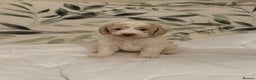 Labradoodle dogs for sale: Lovable F3B Parti Labeadoodle Puppies  - Advert 7