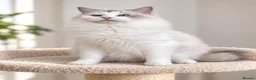 Ragdoll cats for sale: LAST STUNNING BOY TICA REGISTERED  - Advert 10