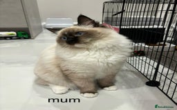 Ragdoll cats for sale: Beautiful ragdoll kittens  - Image 10