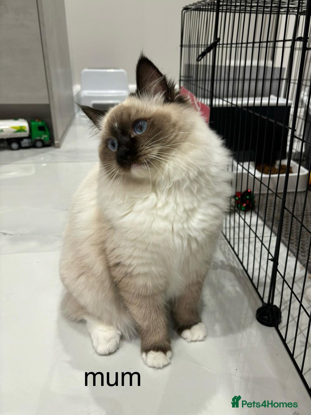Ragdoll cats for sale: Beautiful ragdoll kittens  - Image 10