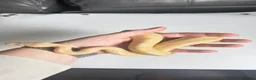 Python Snake reptiles for sale: Candy-GHI-66% het Pied Female - Advert 2
