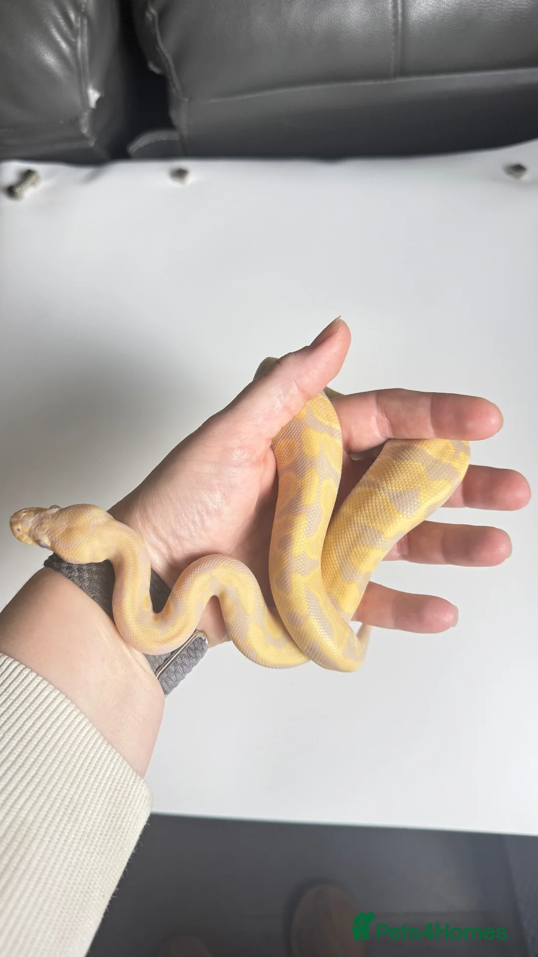 Python Snake reptiles for sale: Candy-GHI-66% het Pied Female - Advert 2