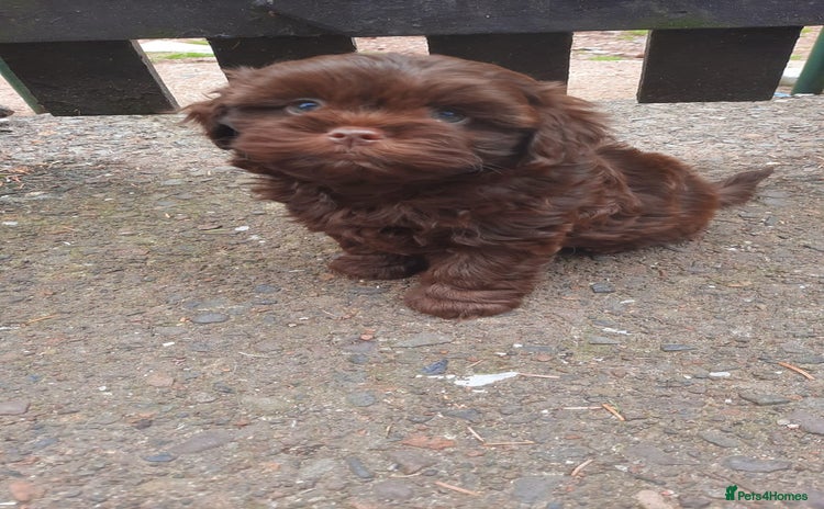 Shihpoo dogs - Advert 8