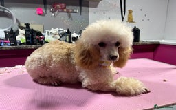 Toy Poodle dogs for sale: Toy poodle puppies ready now. Aberdeenshire - Image 26
