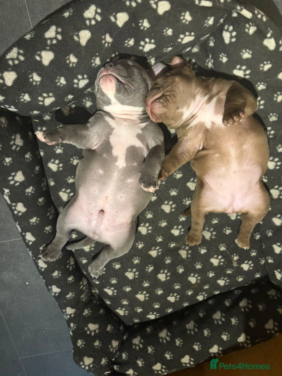 American Bully dogs for sale: American Micro Bully. Ready to go.  - Image 10
