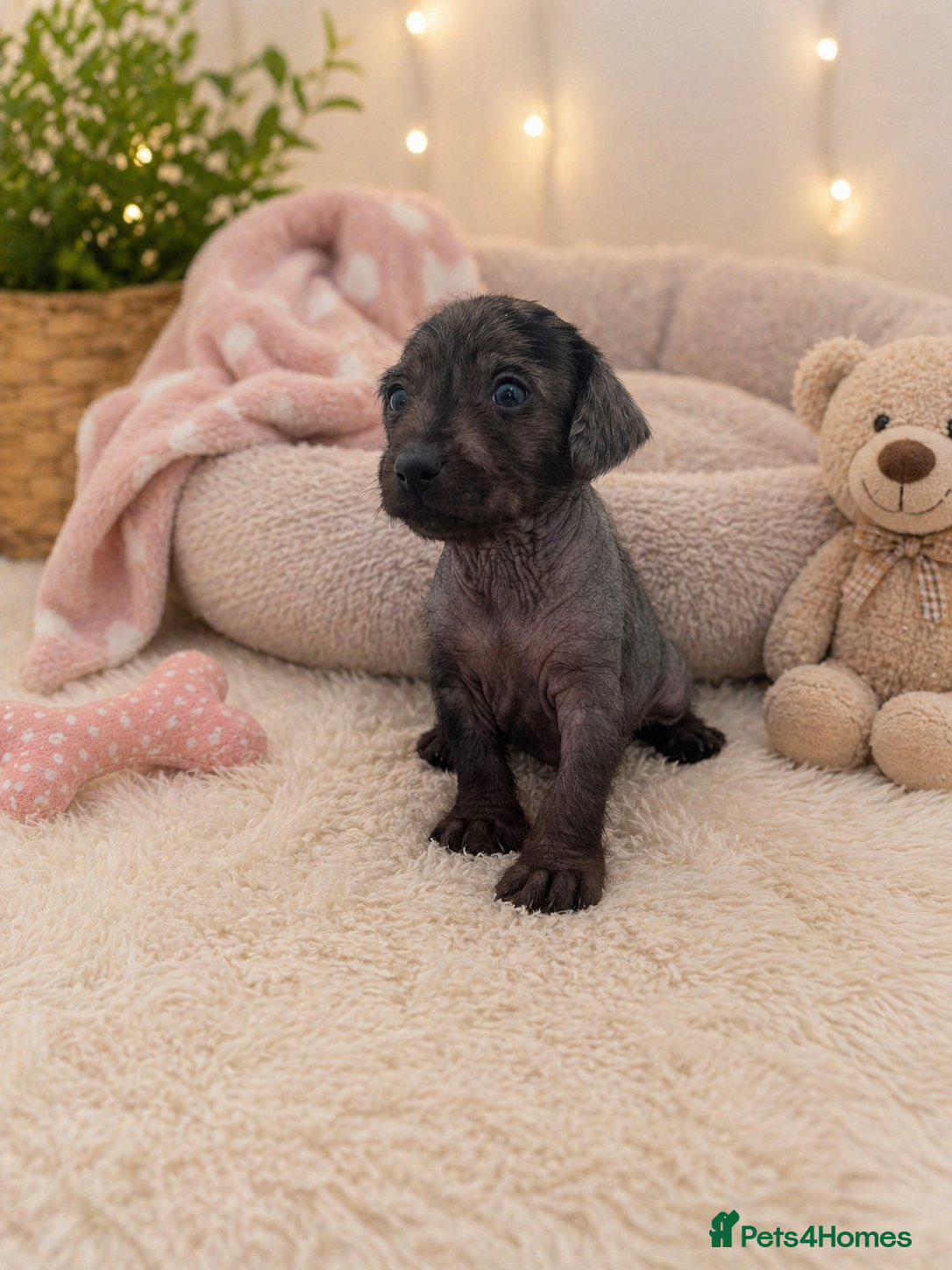 Mixed Breed dogs Miniature Dachshund cross puppies  - Advert 4