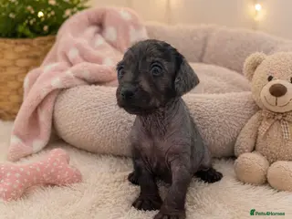 Mixed Breed dogs Miniature Dachshund cross puppies - Advert 4