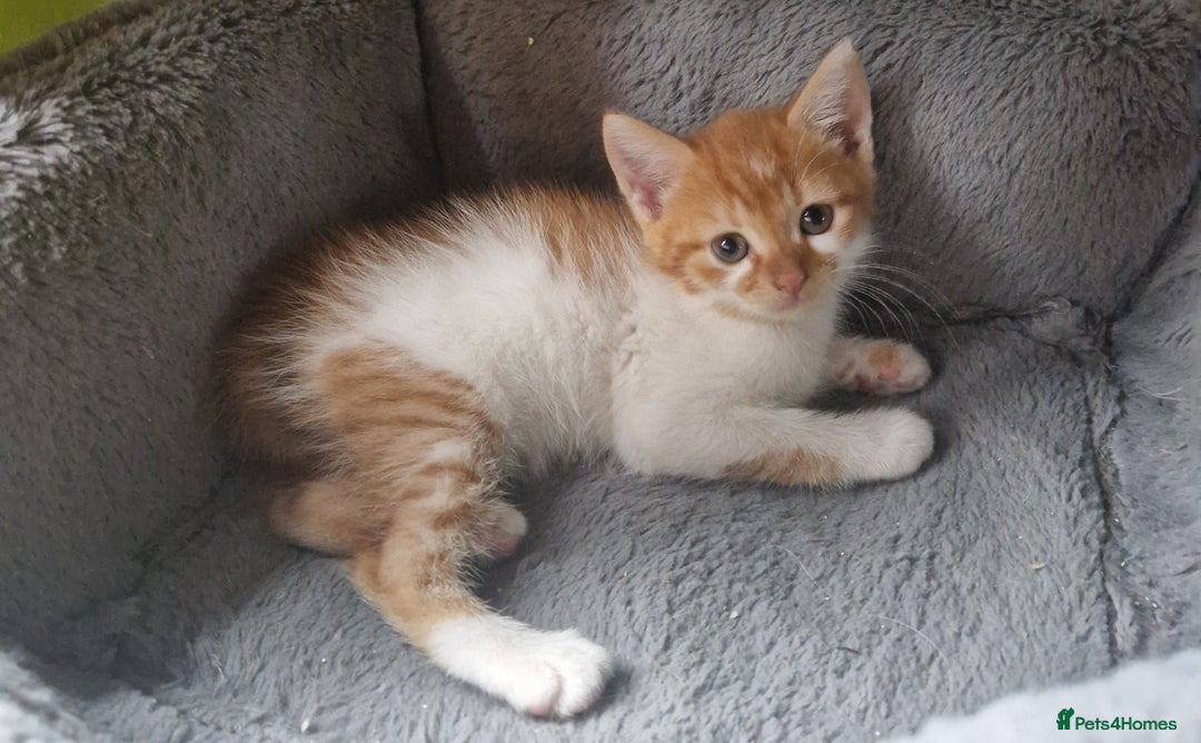 Mixed Breed cats for sale: Siberian cross ready to go!!! - Image 16
