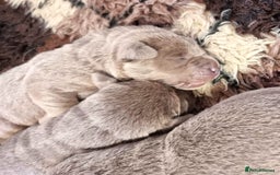 Labrador Retriever dogs for sale: Gorgeous KC Silver Labrador Puppies. - Image 4