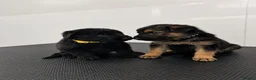 German Shepherd dogs for stud: KC German shepherd  - Advert 13