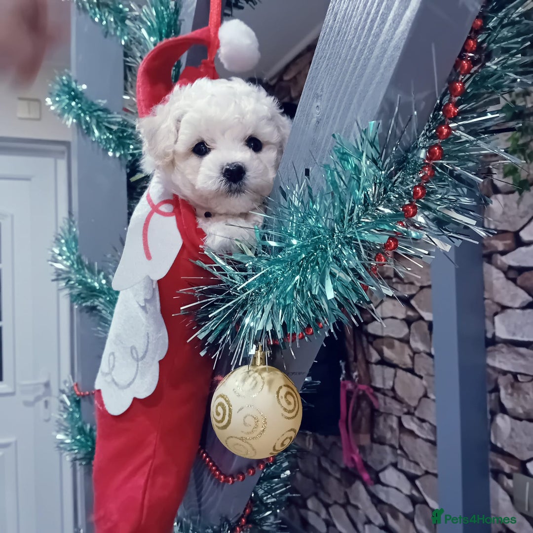 Bichon Frise dogs for sale: Bichon Frise 4 boys ( only 1 boy left ) - Advert 11