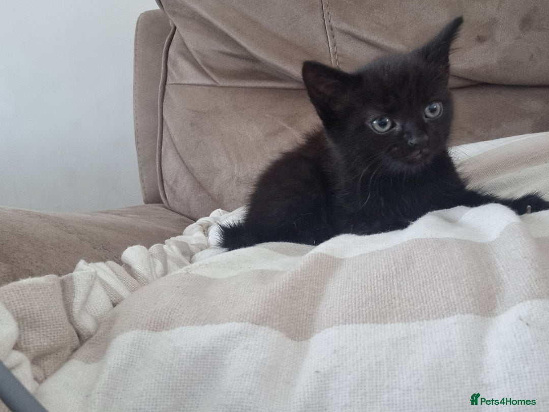 Mixed Breed cats for sale: Help us find our forever families.  - Image 8