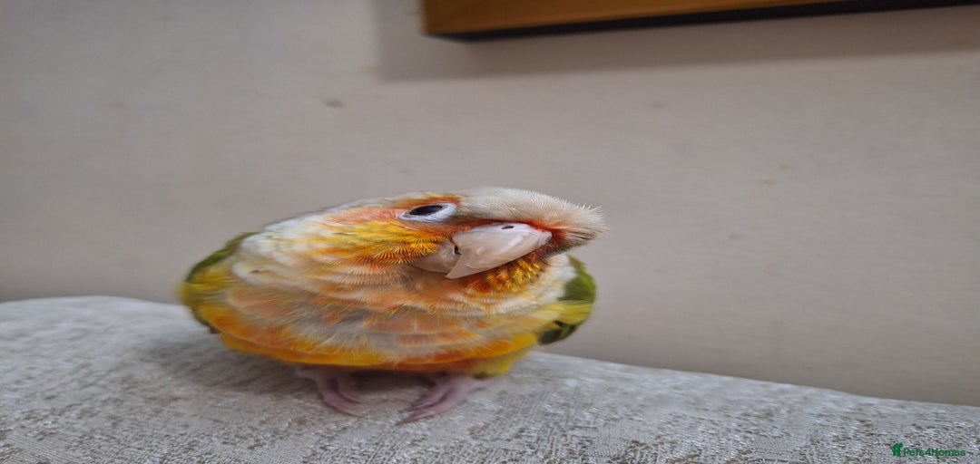 Gallery Image {{count}}