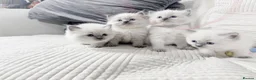 Ragdoll cats for sale: Blue Point Ragdoll Kittens for sale - Advert 24