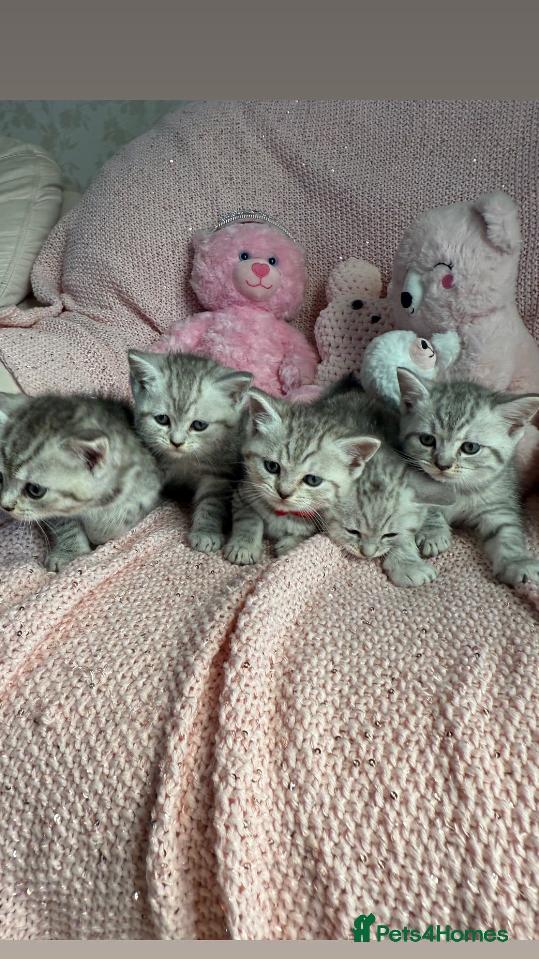 British Shorthair cats for sale: *stunning* silver tabby British short haired  - Image 2