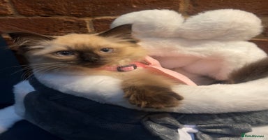 Ragdoll cats in Wembley - Advert 16