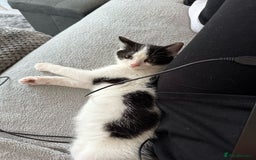 Mixed Breed cats for sale: Stunning maincoon x smudge  - Image 9