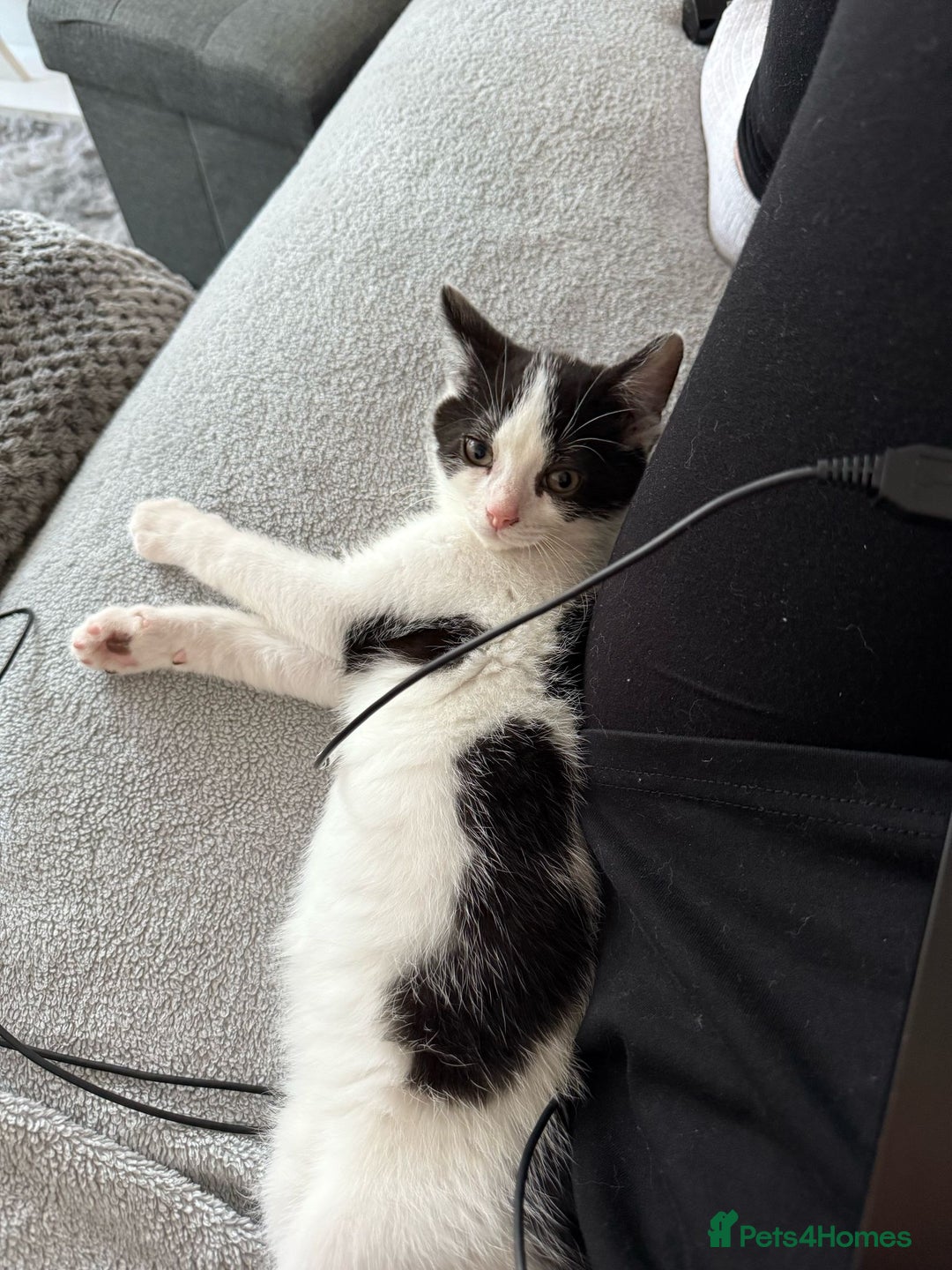 Mixed Breed cats for sale: Stunning maincoon x smudge  - Image 9