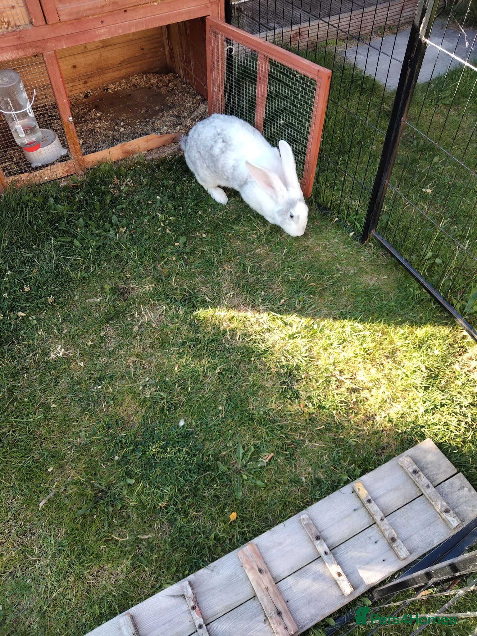 Continental Giant rabbits Adult Pure continental giant rabbit female  - Advert 11