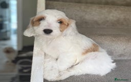 Cockapoo dogs for sale: F2 cockapoo puppies 🐶 ❤️ - Image 27