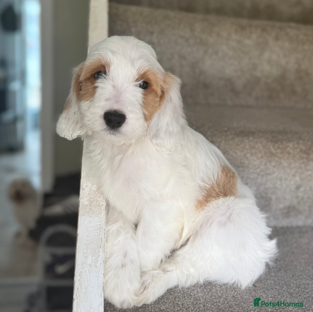 Cockapoo dogs for sale: F2 cockapoo puppies 🐶 ❤️ - Image 27