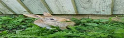 Mixed Breed rabbits for sale: Mixed Breed Bunnies – Well Handled, Garden Raised - Advert 4