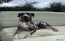 Great Dane dogs for stud: 2 KC reg Danes for STUD in Bideford - Image 9