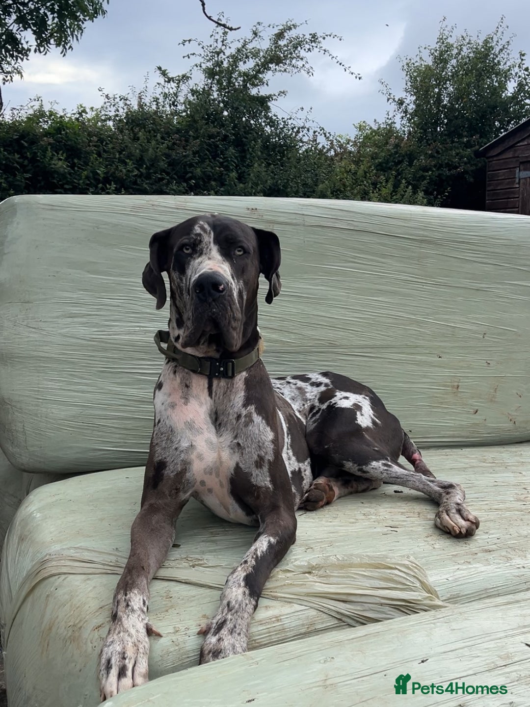 Great Dane dogs for stud: 2 KC reg Danes for STUD in Bideford - Image 9