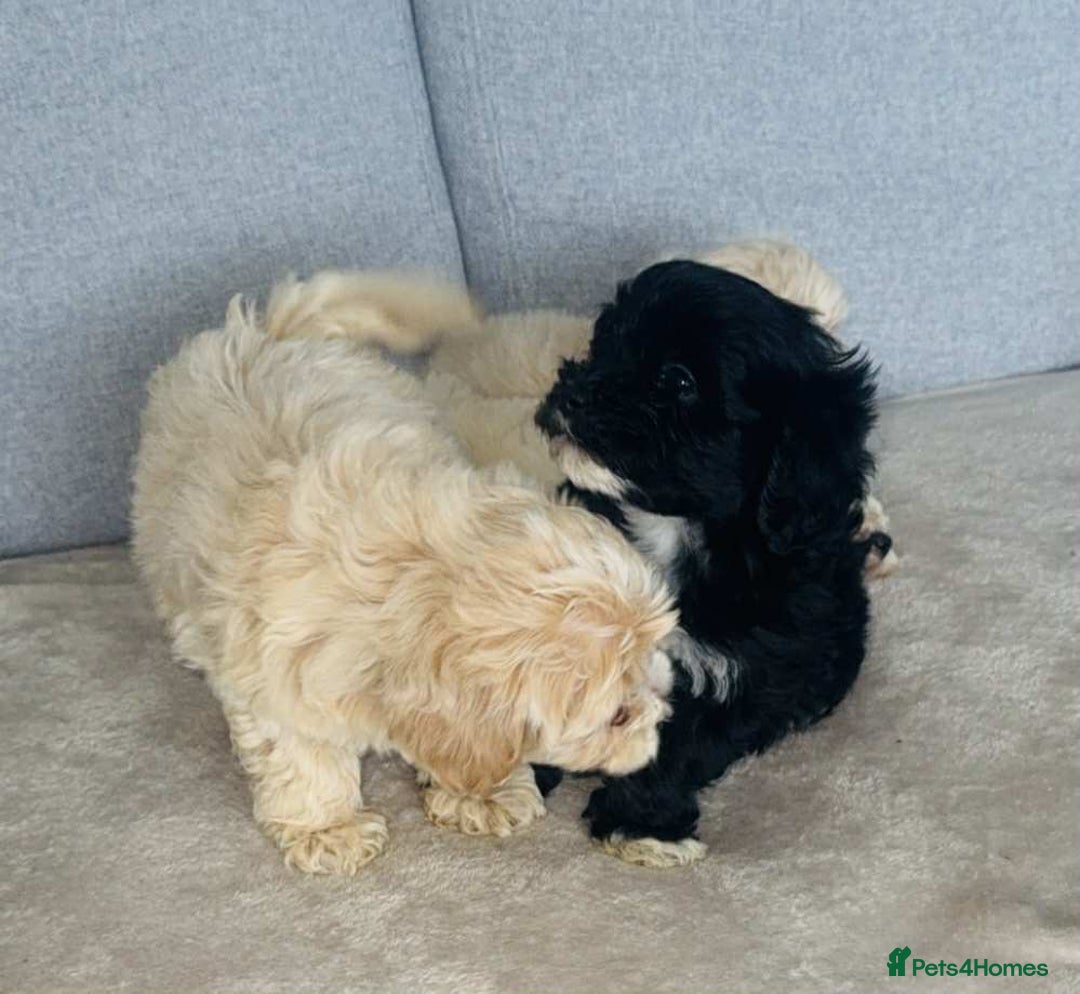 Maltipoo dogs for sale: Maltipoo puppies  - Image 5