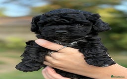Maltipoo dogs for sale: Maltipoo Puppies Ready for Their Forever Homes! ✨ - Image 2
