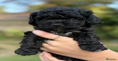 Maltipoo dogs - Advert 12