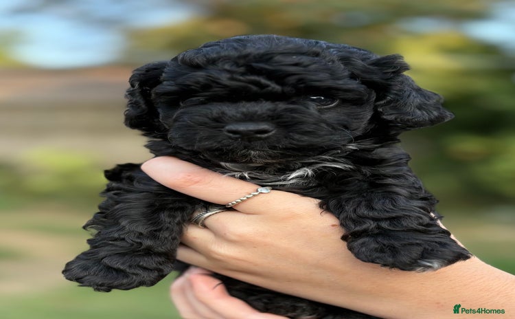 Maltipoo dogs - Advert 3