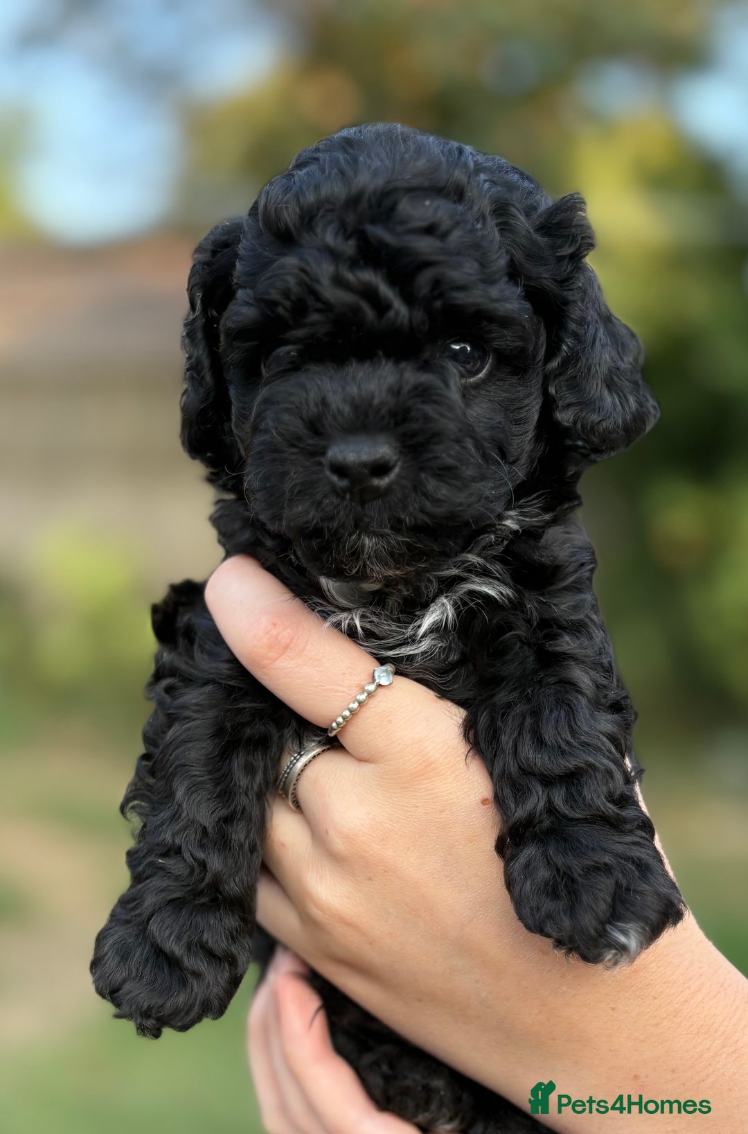 Maltipoo dogs for sale: Maltipoo Puppies Ready for Their Forever Homes! ✨ - Image 2