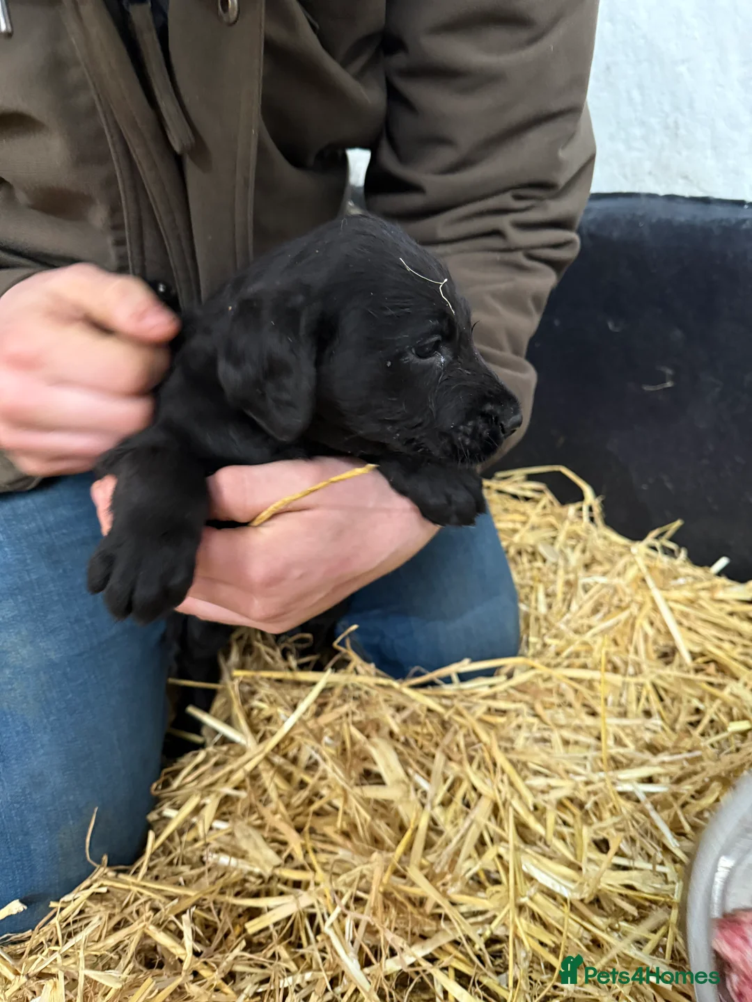 Labradoodle dogs for sale: Labradoodle pups  - Advert 17