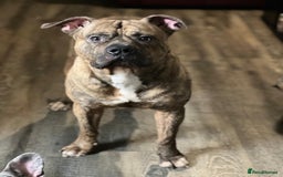 American Bull Staffy dogs for sale: American staff - Image 1