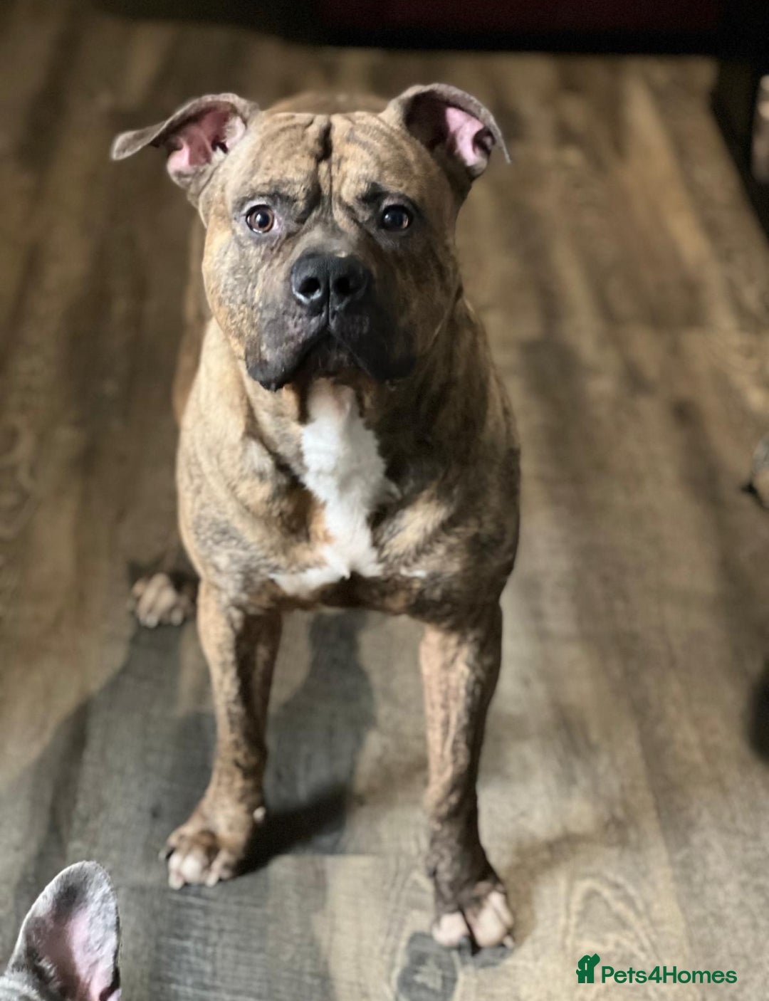 American Bull Staffy dogs for sale: American staff - Image 1